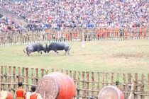 Những màn 'so sừng' kịch tính tại Lễ hội chọi trâu Hải Lựu ở Phú Thọ