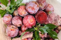 Sự thật mận hậu rớt giá chỉ 2.000-3.000 đồng/kg