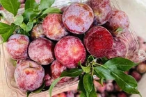 Sự thật mận hậu rớt giá chỉ 2.000-3.000 đồng/kg
