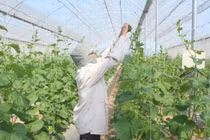 Hà Nội đề xuất cho phép xây dựng công trình trên đất nông nghiệp