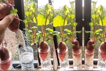 4 loại củ trong bếp trồng thành cây cảnh đẹp mê ly