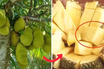 Mít không hạt đang gây sốt đắt đỏ cỡ nào?