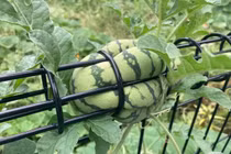 Bất lực trước những trái dưa hấu "khó bảo" nhất hành tinh 