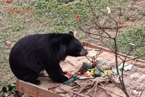 Tết ấm áp của những “chú gấu may mắn” tại Vườn quốc gia Bạch Mã