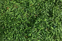 Ớt gió độc đáo Tuyên Quang gây sốt với giá hàng triệu đồng/kg