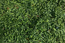 Quả mọc bờ rào xưa rụng đầy gốc nay 1 triệu đồng/kg vẫn đắt khách