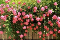 5 loại hoa trồng trước cửa giúp "đón lộc vào nhà" 