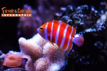 [INFOGRAPHIC] 5 loài cá cảnh đắt nhất thế giới 2025 