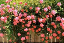 5 loại hoa trồng trước cửa giúp "đón lộc vào nhà" 