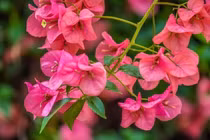 5 loại hoa nên trồng trước nhà, càng nở càng hút lộc