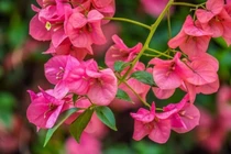 5 loại hoa nên trồng trước nhà, càng nở càng hút lộc