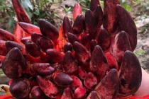 Loại nấm "quý hơn vàng", 2 triệu đồng/kg vẫn hút khách 