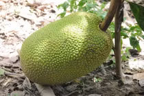 Giá mít Thái giảm mạnh, chỉ còn 4.000 đồng/kg 