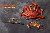 [INFOGRAPHIC] Những loại cua đắt đỏ nhất thế giới