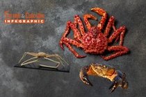 [INFOGRAPHIC] Những loại cua đắt đỏ nhất thế giới