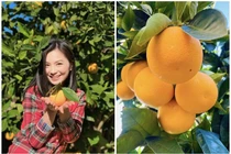 Cận cảnh khu vườn trĩu quả của diễn viên Diệu Hương tại Mỹ
