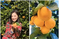 Cận cảnh khu vườn trĩu quả của diễn viên Diệu Hương tại Mỹ