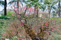 Đào cổ phủ kín rêu phong hút người chơi Hà Nội dịp Tết Bính Ngọ 2026