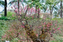 Đào cổ phủ kín rêu phong hút người chơi Hà Nội dịp Tết Bính Ngọ 2026