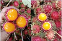 Chị em rủ nhau mua chôm chôm ruột vàng độc lạ 