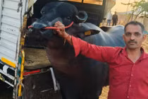 Con trâu khổng lồ được trả gần 62 tỷ đồng, chủ vẫn từ chối bán 