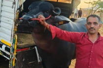 Con trâu khổng lồ được trả gần 62 tỷ đồng, chủ vẫn từ chối bán 