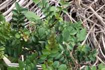 Cây dại mọc hoang "lên đời" thành đặc sản dân phố săn lùng, 800.000 đồng/kg