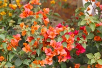 Loài hoa từng bị 'thất sủng' nay hồi sinh hút khách chơi Tết