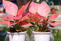 5 loại cây trồng cuối năm giúp chiêu tài lộc