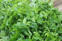 5 loại rau càng rẻ, càng dễ ngậm hóa chất 