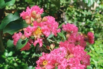 Lựa chọn cây cảnh phù hợp để thu hút vận khí tích cực