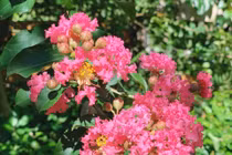 Lựa chọn cây cảnh phù hợp để thu hút vận khí tích cực