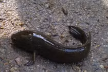 Loài cá trên núi cao cực hiếm, nửa triệu đồng/kg cũng khó mua