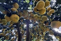 Bưởi Diễn vàng rực, trĩu quả 'xuống phố' đón Tết sớm 