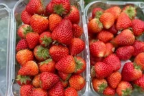 Dâu tây Trung Quốc bán đầy chợ, làm sao để phân biệt với dâu Mộc Châu? 