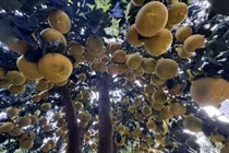 Bưởi Diễn vàng rực, trĩu quả 'xuống phố' đón Tết sớm 