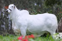 "Sửng sốt" con bò đắt nhất thế giới hơn 100 tỷ đồng 