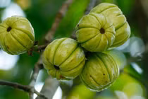 Quả dại trong rừng thành "mỏ tiền", gần 200.000 đồng/kg