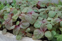 10 loại rau giàu canxi, cắm xuống đất lên vù vù 