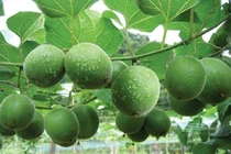 Loại quả leo hàng rào xưa không ai ngó, nay 350.000 đồng/kg