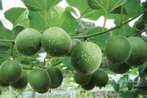 Loại quả leo hàng rào xưa không ai ngó, nay 350.000 đồng/kg