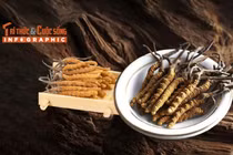 [INFOGRAPHIC] Đông trùng hạ thảo - loại nấm đắt nhất thế giới 