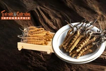 [INFOGRAPHIC] Đông trùng hạ thảo - loại nấm đắt nhất thế giới 