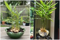 Cách trồng gừng bonsai hút tài lộc vào nhà 