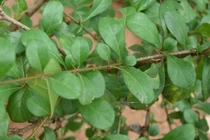 Cây dại mọc bờ rào nay 100.000 đồng/kg vẫn hút khách 