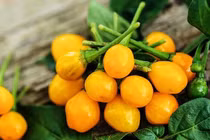 Điều ít biết về loại ớt đắt nhất thế giới, gần tỷ đồng/kg