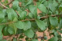 Cây dại mọc bờ rào nay 100.000 đồng/kg dân phố lùng mua