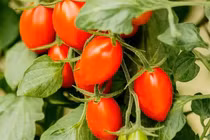 9 loại quả dễ "ngậm" hóa chất, trồng ban công tốt um