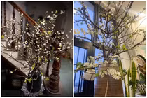 Cành mận trái mùa bán rầm rộ chợ mạng, chị em đua nhau đặt