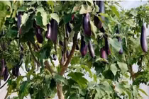 Cận cảnh cây cà tím khổng lồ cho tạ quả gây xôn xao